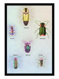 Beetles of America, Britain, Brazil, England and Europe