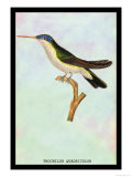 Hummingbird: Trochilus Quadricolor