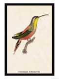 Hummingbird: Trochilus Rufigaster