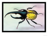Horned Beetle