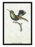Hummingbird: Trochilus Prasina