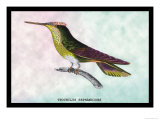 Hummingbird: Trochilus Sephanoides