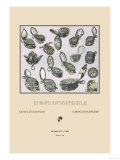 Buy Assortment of Ornate European Watches and Trinkets at AllPosters.com