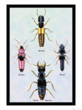 Beetles from Britain, Brazil, and North America