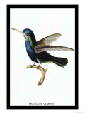 Hummingbird: Troceilus Cyaneus