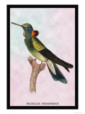 Hummingbird: Trochilus Petasphorus