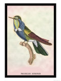 Hummingbird: Trochilus Scuataus