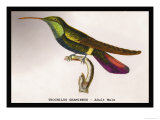 Hummingbird: Trochilus Gramineus