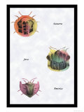 Beetles of Sumatra, Java and America