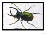 Beetle: Scarabaeus Atlas of Java
