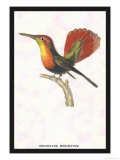 Hummingbird: Trochilus Moschitus