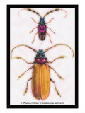 Beetles: Prianus Corticinus and Lanhonocerus Harbicarnis