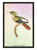 Hummingbird: Trochilus Chalybeus