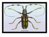 Beetle: Lamia Tricincta