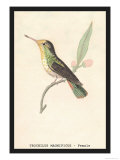 Hummingbird: Female Trochilus Magnificus