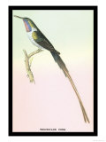 Hummingbird: Trochilus Cora