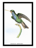 Hummingbird: Trochilus Saphirinus