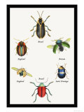 Beetles of Brazil, Britain, England and Saint Domingo