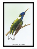 Hummingbird: Trochilus Mellivorous