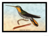 Hummingbird: Ramphodon Naevius