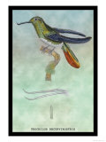 Hummingbird: Trochilus Recurvirostris