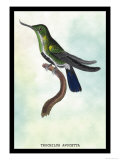Hummingbird: Trochilus Avocetta