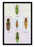 South American Beetles
