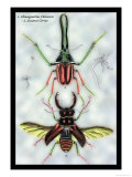 Beetles: Chiasognathus Chiloensis and Lucanus Cervus