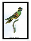 Hummingbird: Trochilus Leucotis