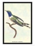 Hummingbird: Trochilus Dupontii