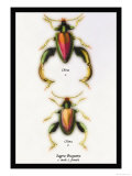 Beetle: Chinese Sagra Buquetu