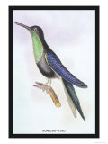 Humming-Bird