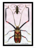 Beetles: Acrocinus Longimanus and Lamia Subocellata