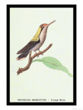 Hummingbird: Male Trochilus Magnificus