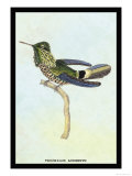 Hummingbird: Trochilus Audeneth