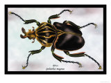 Beetle: African Goliathus Magnus