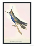 Hummingbird: Trochilus Delandii