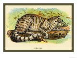 Buy Colocolo at AllPosters.com