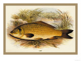 Buy Carp at AllPosters.com