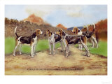 Group of Gascon-Saintongeois Foxhound Crosses