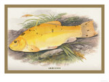 Buy Golden Tench at AllPosters.com
