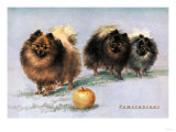 Three of Mrs. Hall Walker's Champion Pomeranians