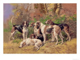 Poitou Hounds