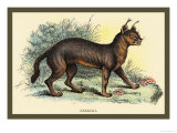 Buy Caracal at AllPosters.com