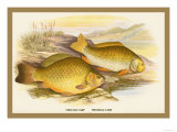 Buy Crucian and Prussian Carp at AllPosters.com