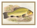 Buy Tench at AllPosters.com