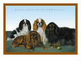 King Charles Spaniels