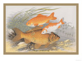 Buy Golden and Bronze Carp at AllPosters.com