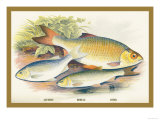 Buy Azurine, Dobule and Rudd at AllPosters.com
