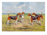 Orthodox Foxhounds